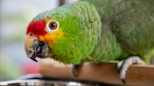 Laurence JOUIS - Photographe Laurence Jouis